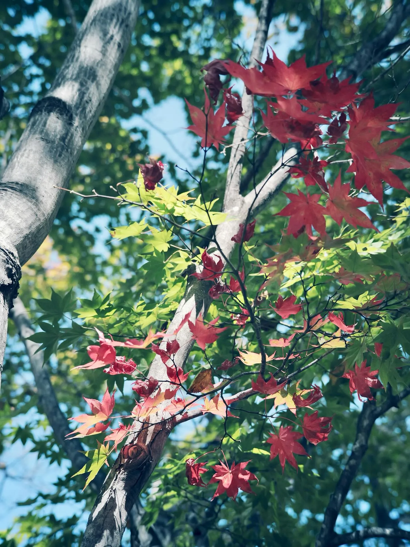 本日10月4日をもちまして、Re:pirka-hair la...