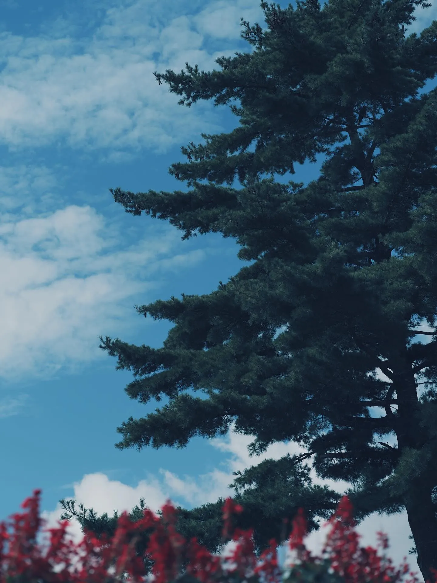 本日10月4日をもちまして、Re:pirka-hair la...